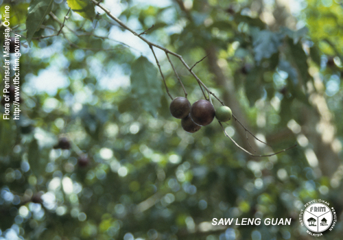 معرفی و راهنمای پرورش درختان میوه - فلوکوریتا روکام